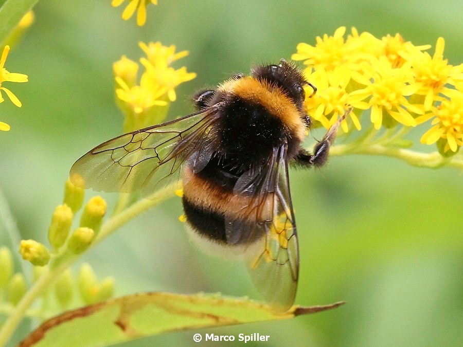 Bombus terrestris (cfr).